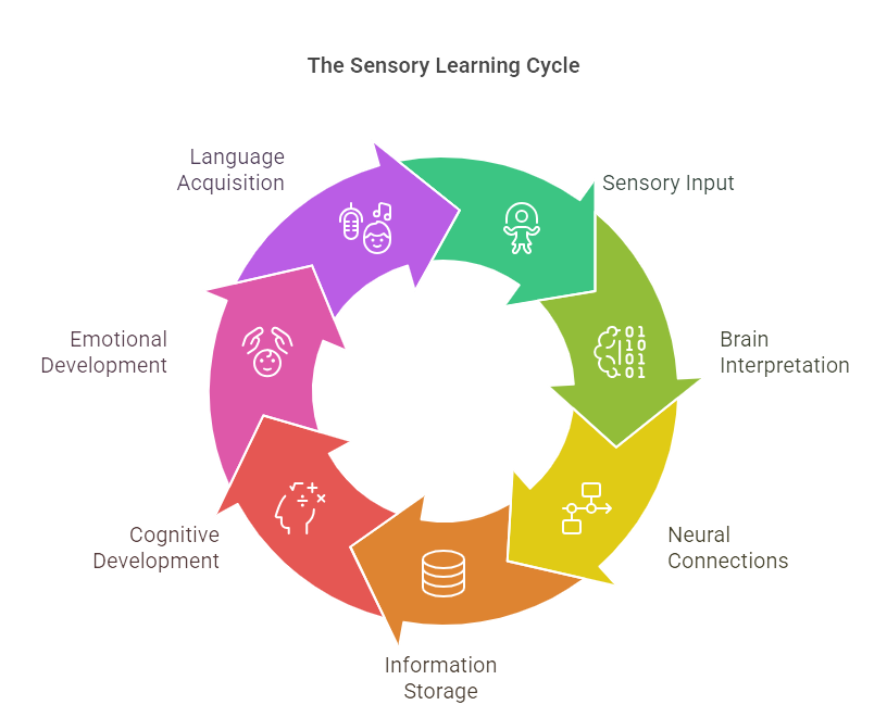 Understanding Sensory Learning