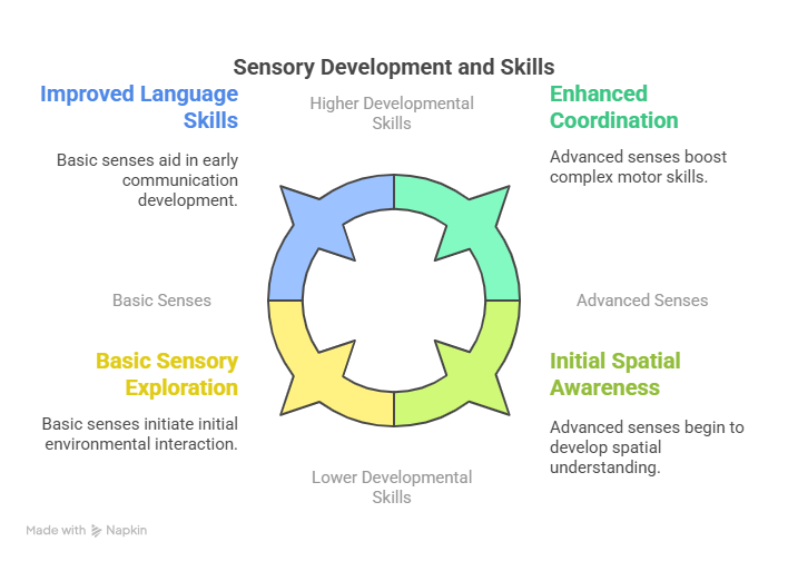 Understanding Sensory Development