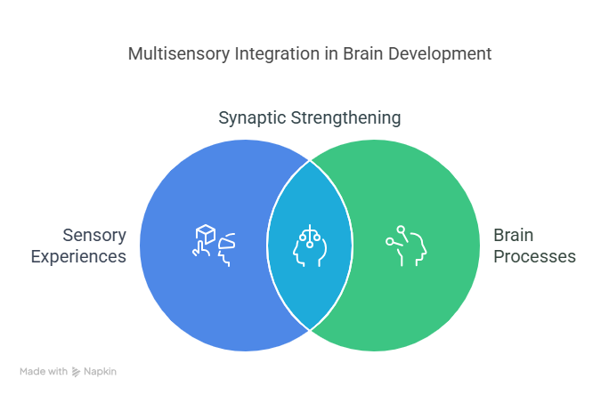 1. Brain Development and Neural Connections